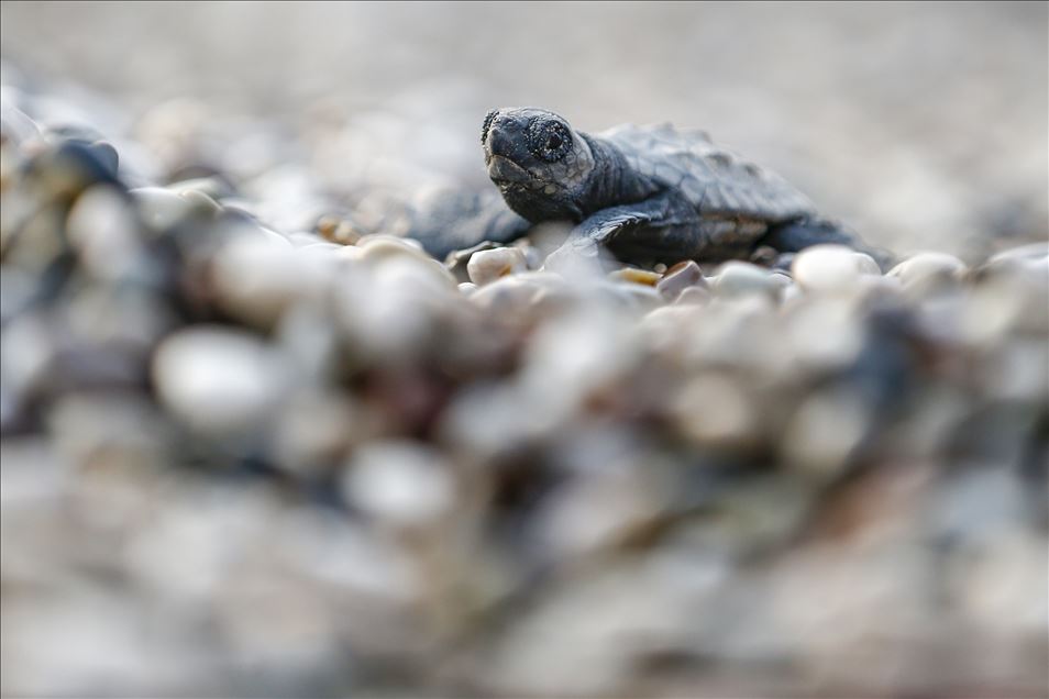 Carettaların rahatı "Caretta timi"nden soruluyor