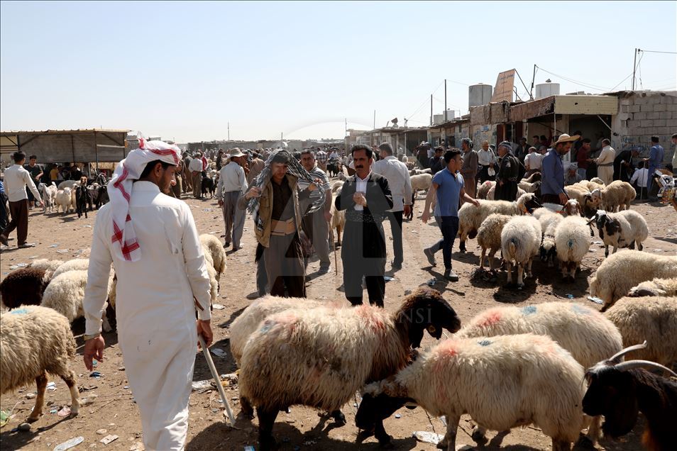 العراق ركود أسواق الماشية لم ينشطها عيد الأضحى