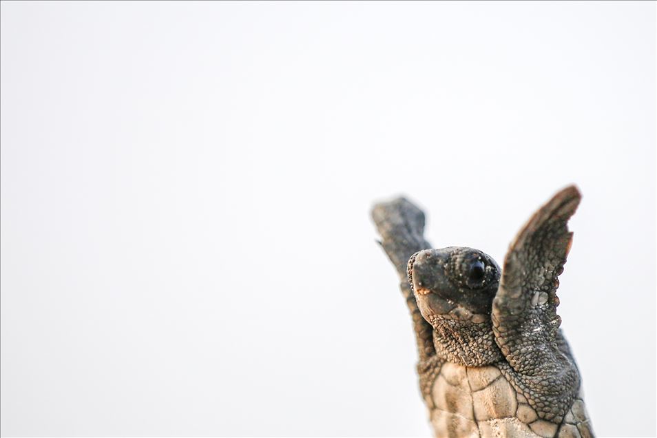 Carettaların rahatı "Caretta timi"nden soruluyor