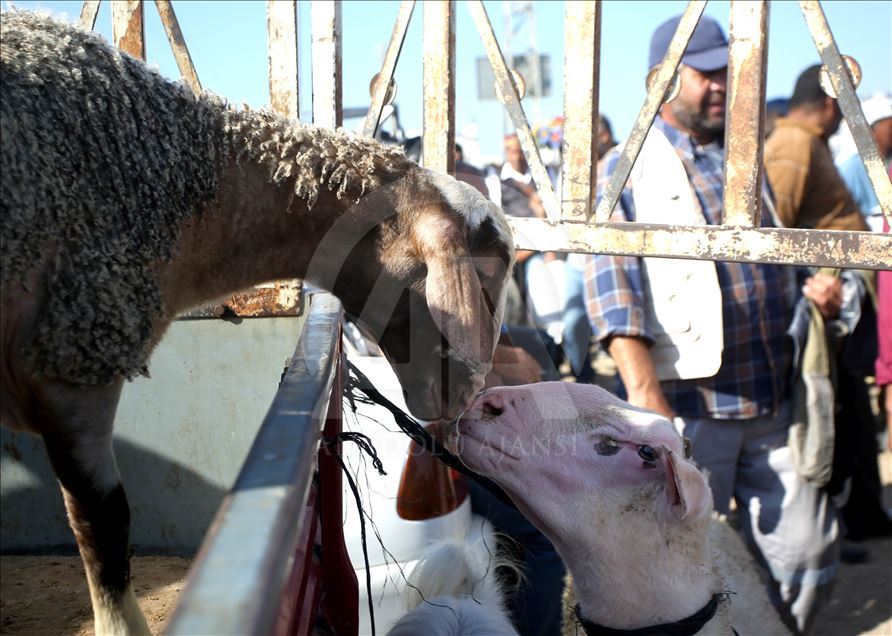 Persiapan jelang Hari Raya Idul Adha di Palestina