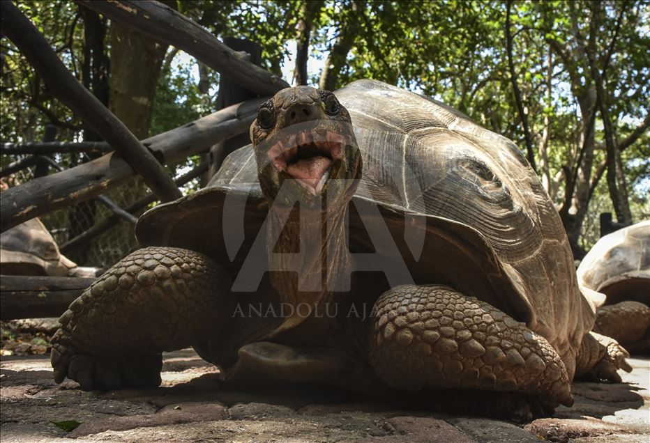 Tortugas gigantes en la isla Changuu, Zanzibar