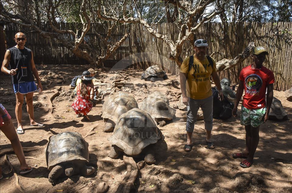 Tortugas gigantes en la isla Changuu, Zanzibar