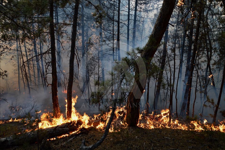  Eskişehir'de orman yangını