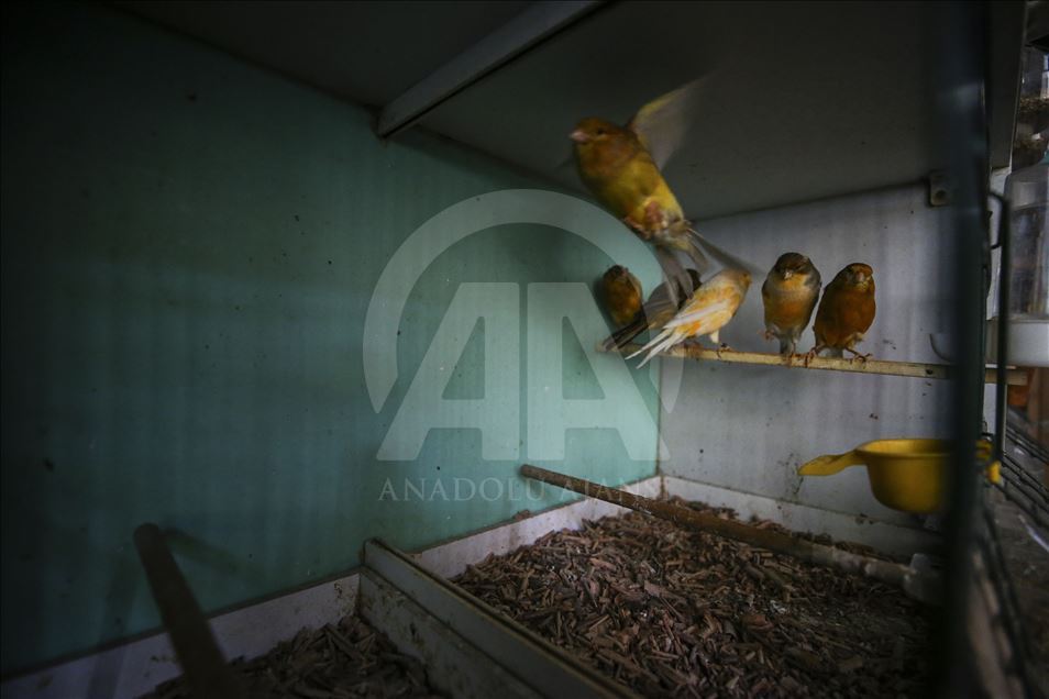 Kanarya sevdalısı mobilyacı, kuşlarını güzellik yarışmasına hazırlıyor