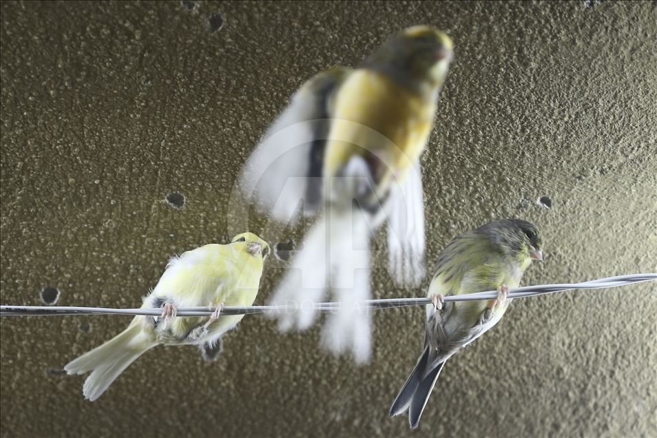 Kanarya sevdalısı mobilyacı, kuşlarını güzellik yarışmasına hazırlıyor