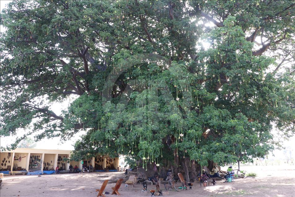 عمرها 18 قرنا وعرضها 32م.. شجرة بالسنغال تتحول مقصدا للسياح
