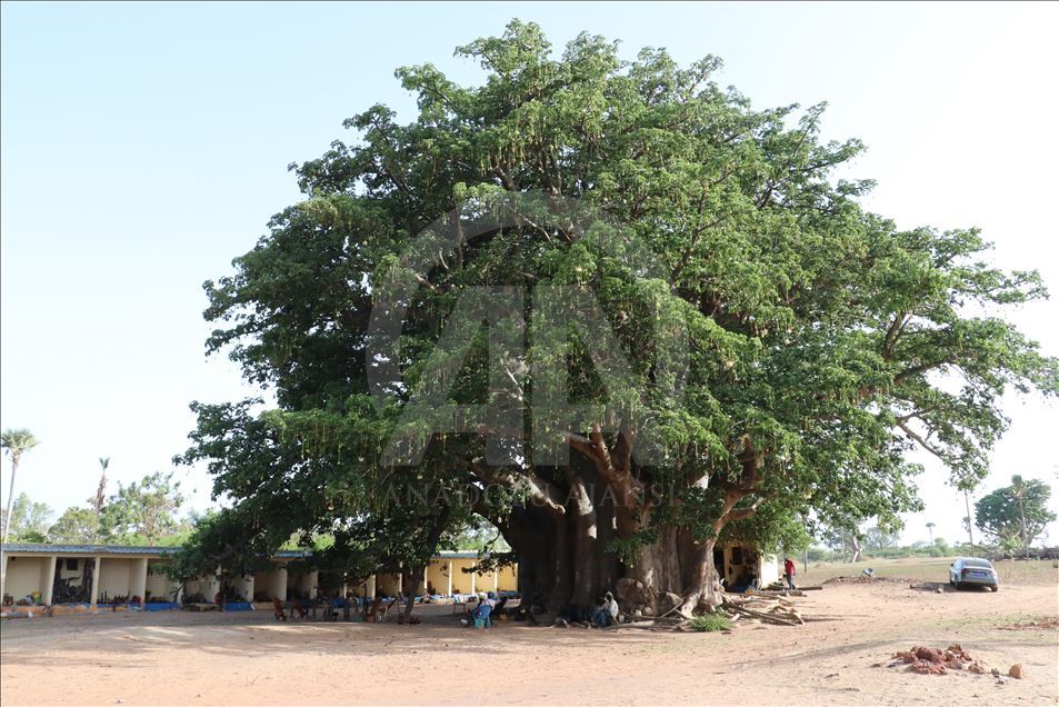 عمرها 18 قرنا وعرضها 32م.. شجرة بالسنغال تتحول مقصدا للسياح
