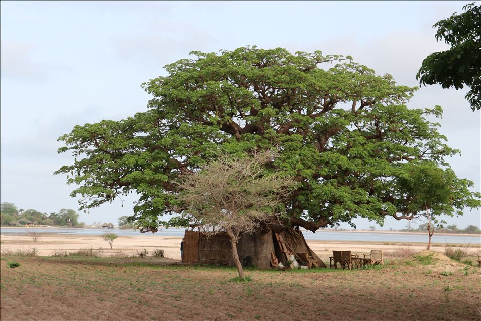 El paisaje del delta del Salum, en Senegal 