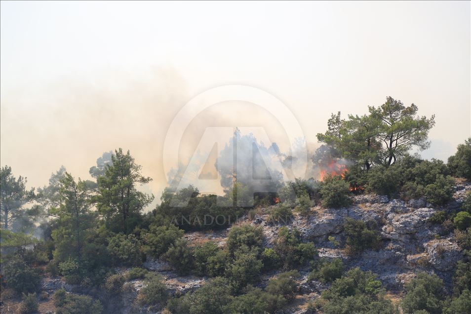 Muğla'da orman yangını