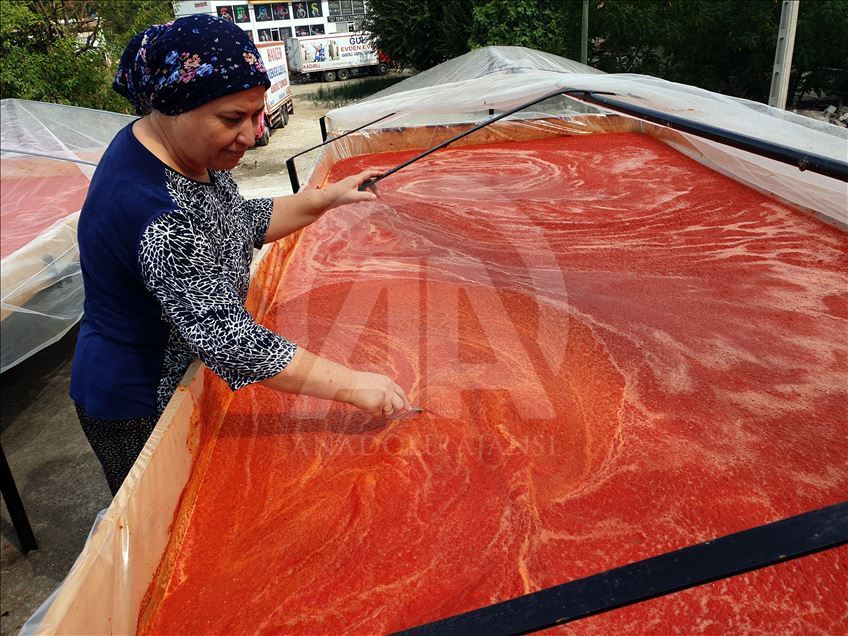 Li Çukurovayê bi îsotên sor çêkirina salçeyê des pê kir