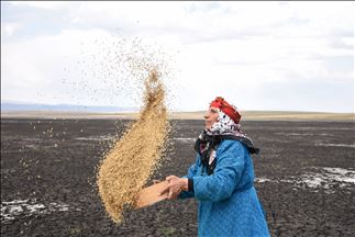 Li ser Gola Kuyucuka ku ziwa bûye genim û ceh qûmba kirin