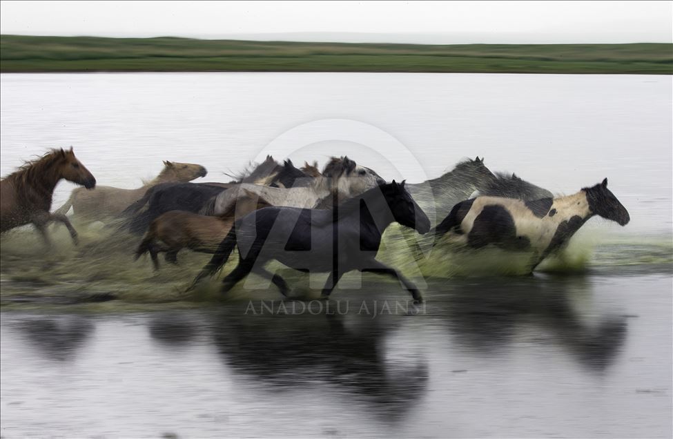 Atlar Ülkesi Moğolistan