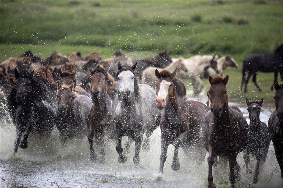 کودکان مغول در 4 سالگی سوارکاری می آموزند