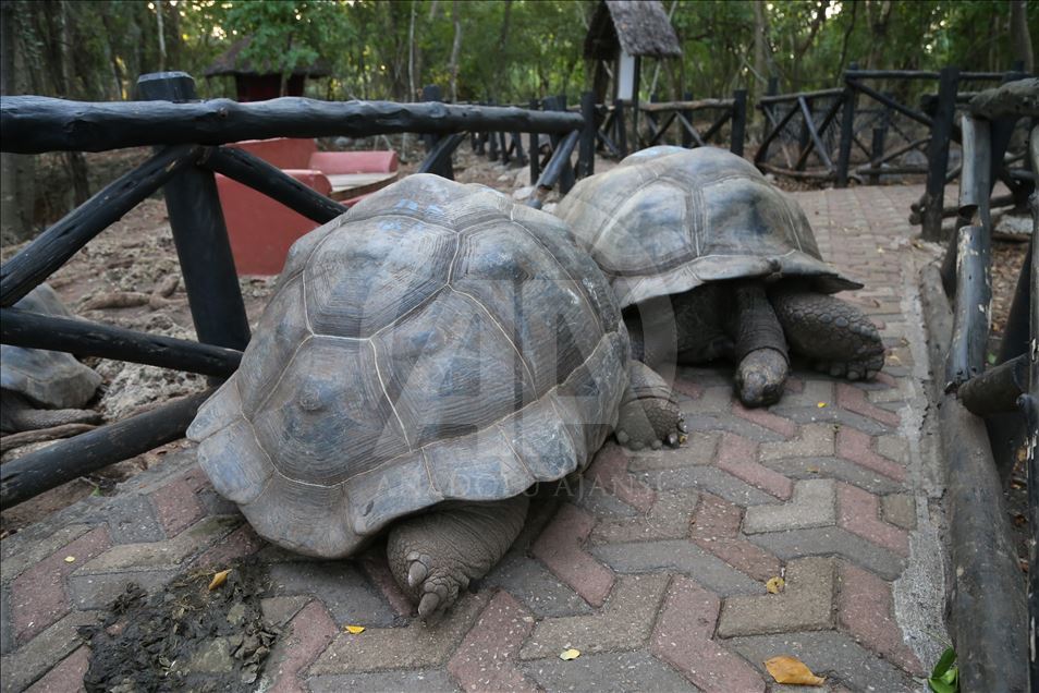 Giant tortoises at Changuu Island