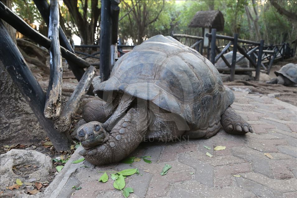 Giant tortoises at Changuu Island