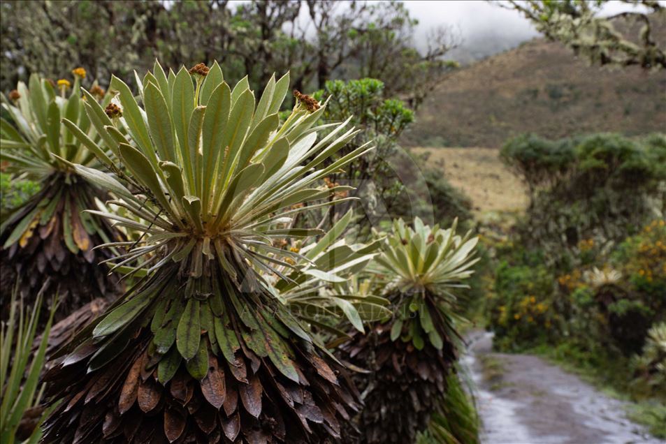 La naturaleza en el páramo de Guacheneque