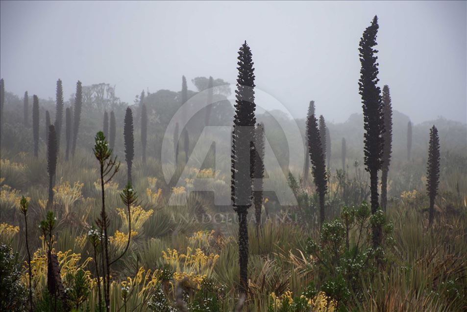 La naturaleza en el páramo de Guacheneque