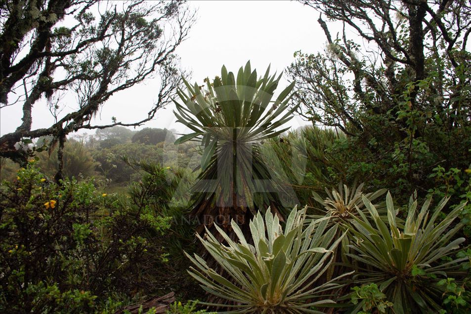 La naturaleza en el páramo de Guacheneque