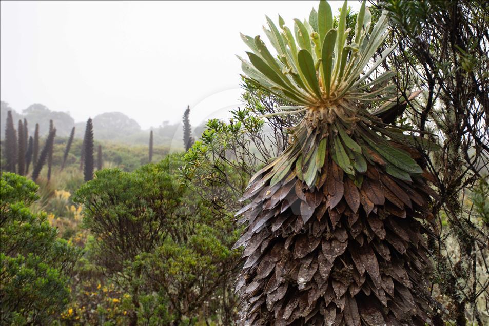 La naturaleza en el páramo de Guacheneque
