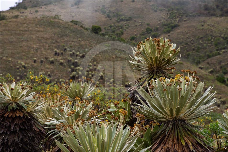 La naturaleza en el páramo de Guacheneque