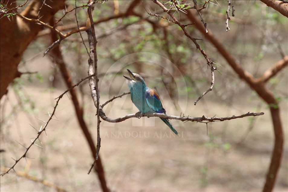 Senegal’in vahşi yaşam parkı “Bandia Rezervi”
