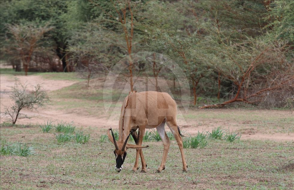 Senegal’in vahşi yaşam parkı “Bandia Rezervi”
