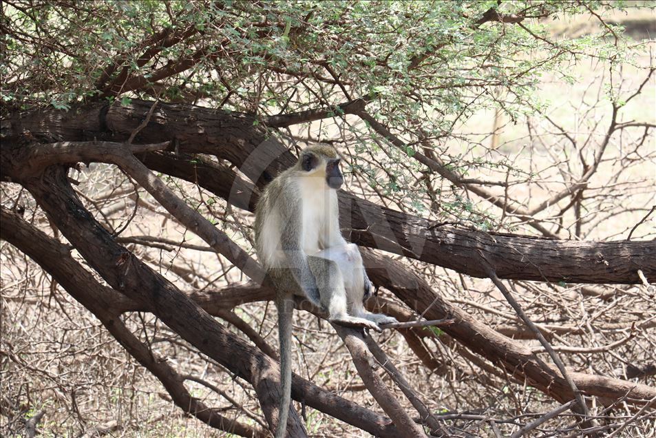 Senegal’in vahşi yaşam parkı “Bandia Rezervi”