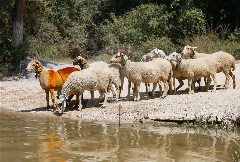 846. Sudan Koyun Geçirme Yarışması