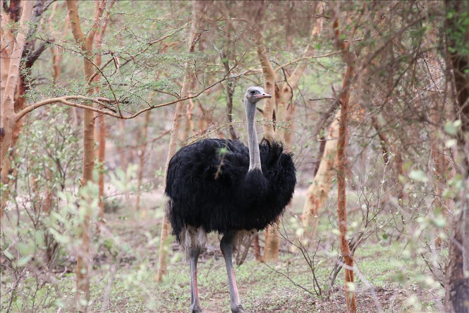 Reserva de Bandia en Senegal