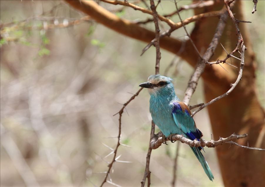 Reserva de Bandia en Senegal