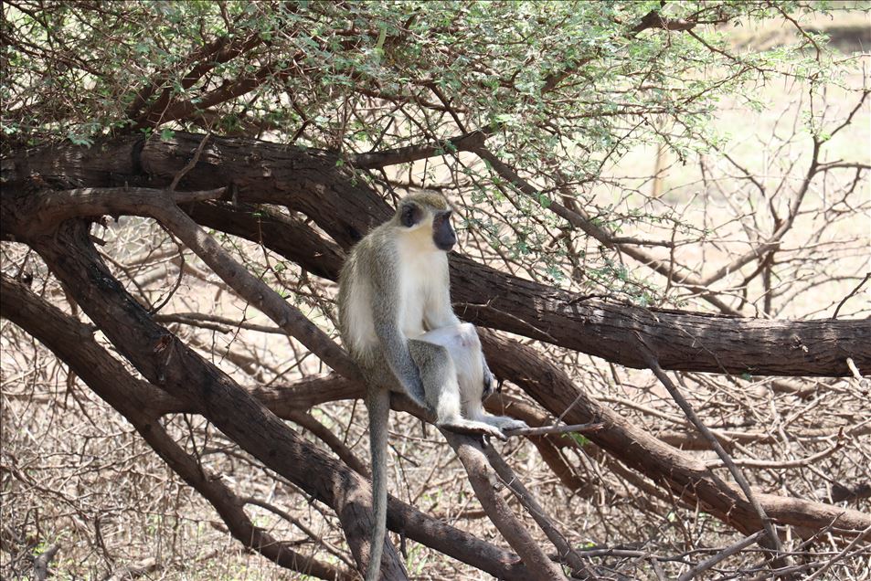 Reserva de Bandia en Senegal