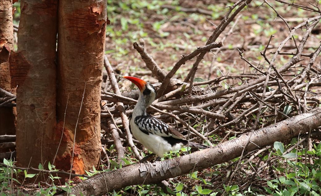 Reserva de Bandia en Senegal