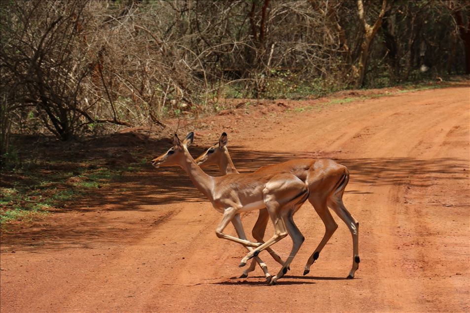 Reserva de Bandia en Senegal