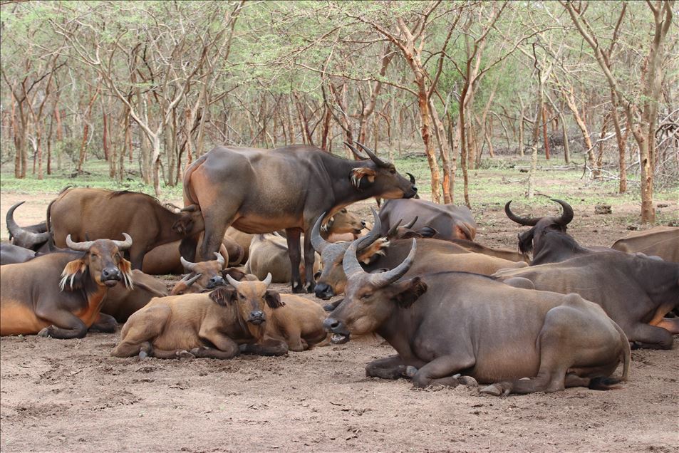 Reserva de Bandia en Senegal