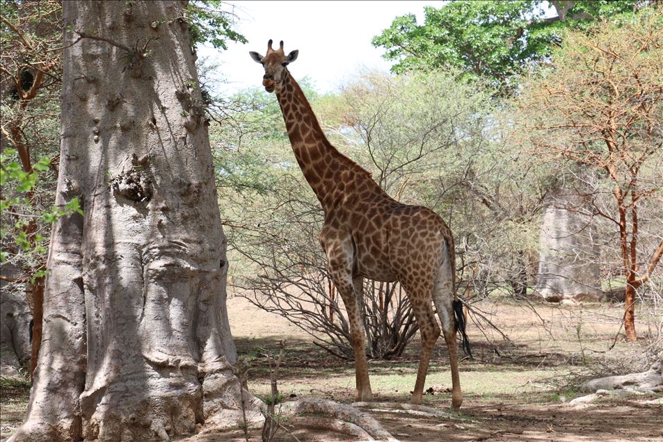 Reserva de Bandia en Senegal