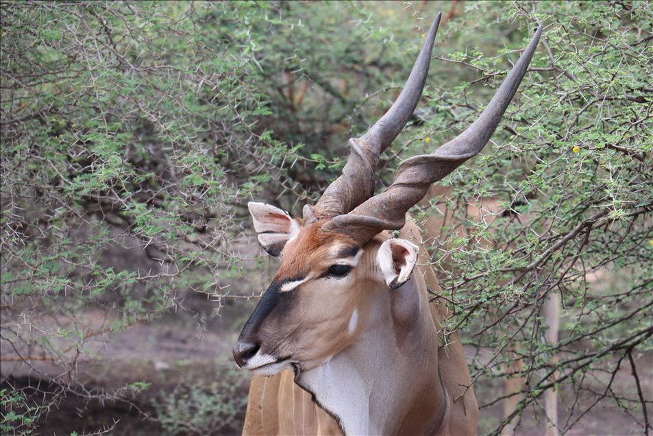 Reserva de Bandia en Senegal