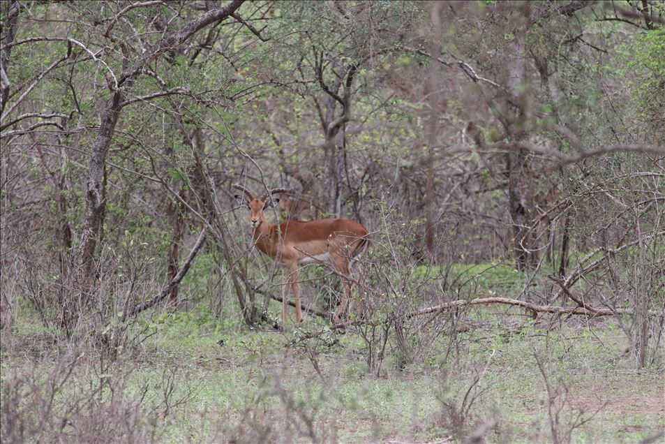 Reserva de Bandia en Senegal