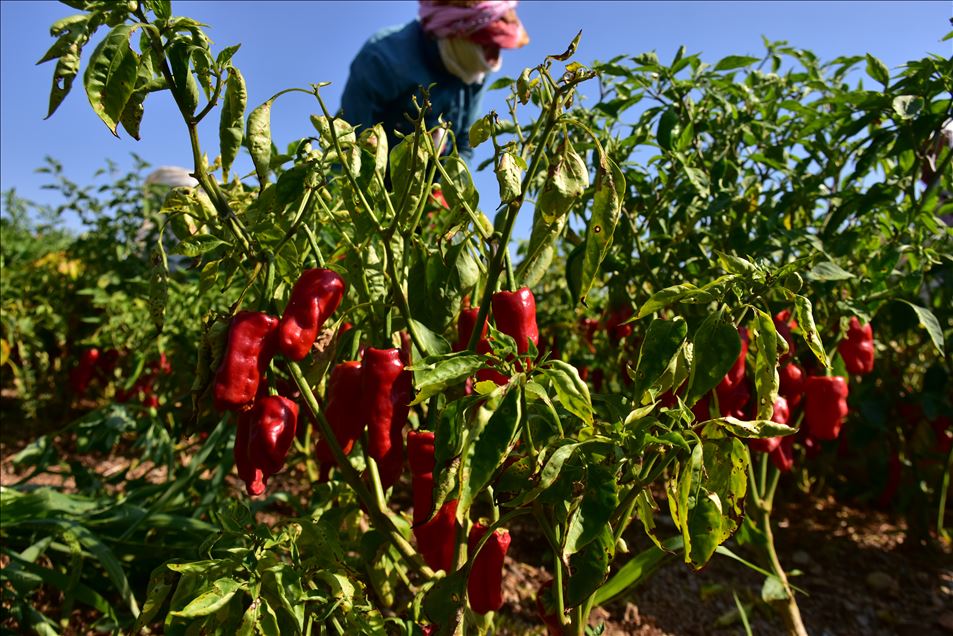 تركيا.. الفلفل الحار من عاصمة المثلجات
