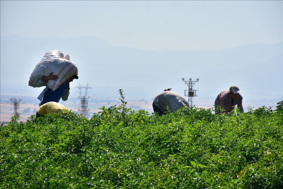 تركيا.. الفلفل الحار من عاصمة المثلجات
