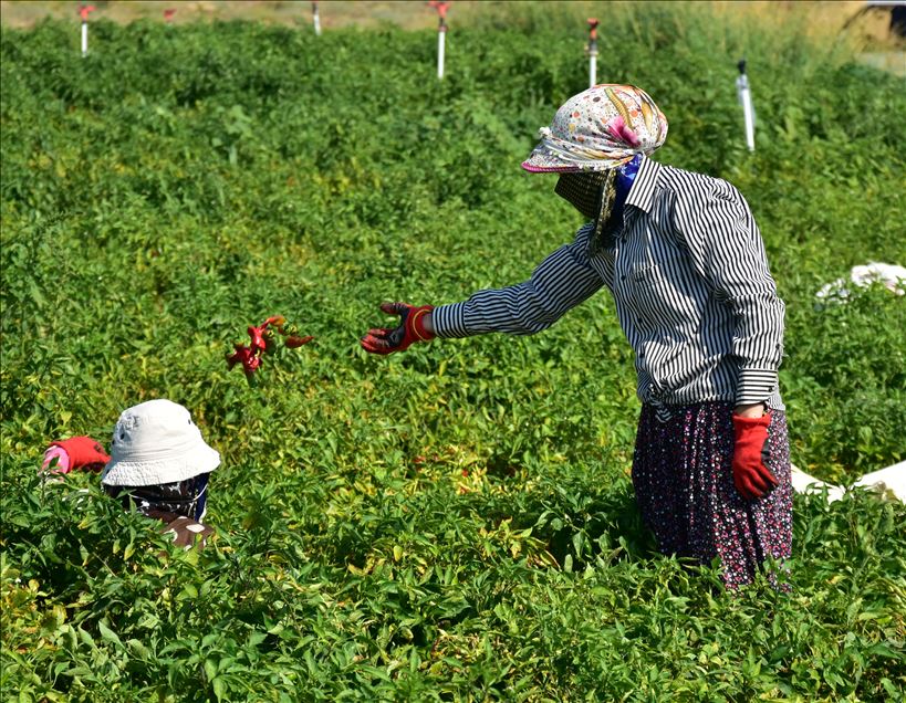 تركيا.. الفلفل الحار من عاصمة المثلجات
