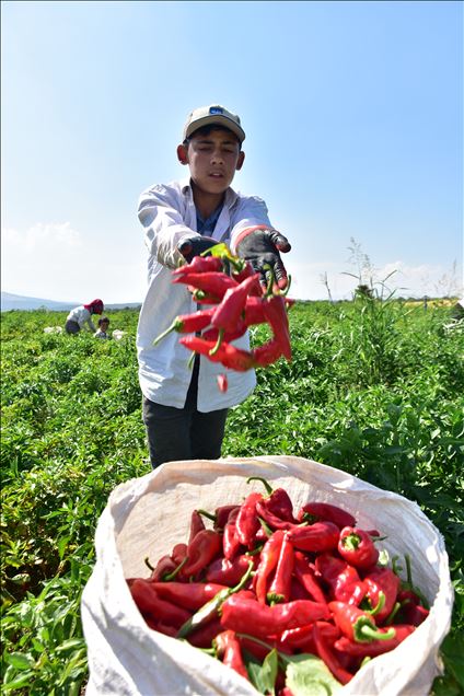 تركيا.. الفلفل الحار من عاصمة المثلجات
