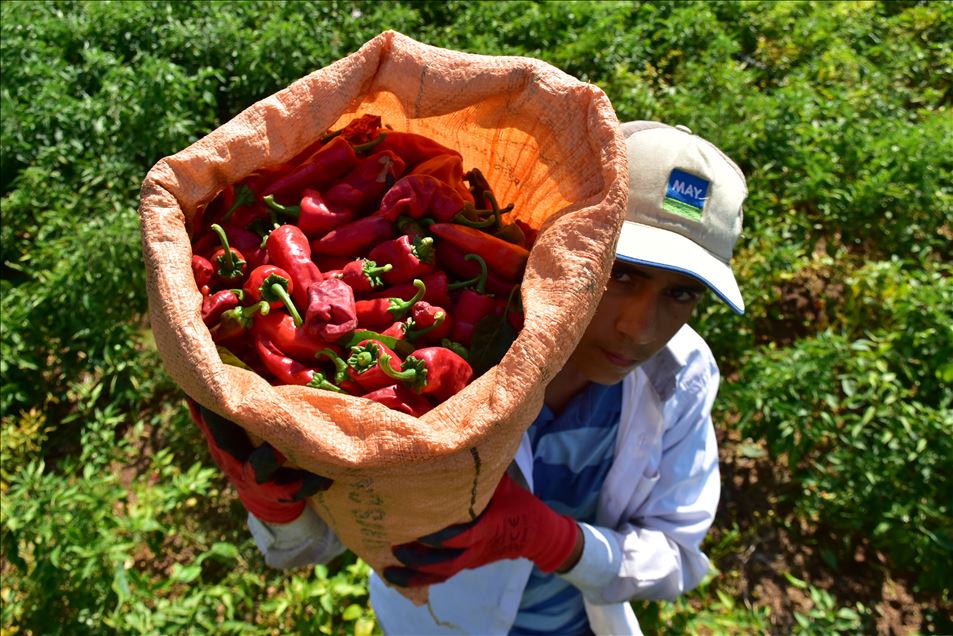 تركيا.. الفلفل الحار من عاصمة المثلجات
