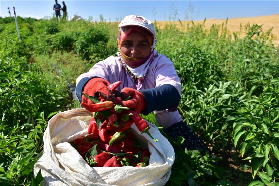 تركيا.. الفلفل الحار من عاصمة المثلجات
