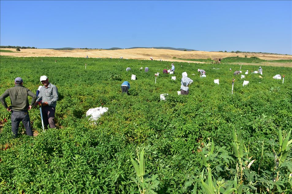 تركيا.. الفلفل الحار من عاصمة المثلجات
