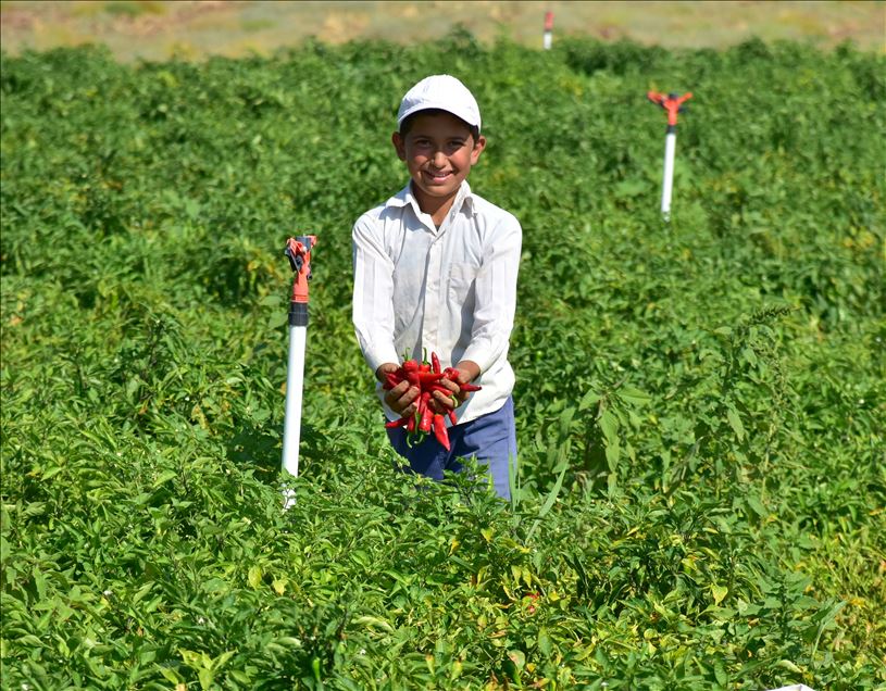 تركيا.. الفلفل الحار من عاصمة المثلجات
