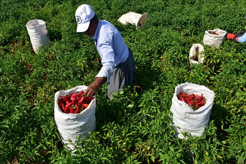 تركيا.. الفلفل الحار من عاصمة المثلجات
