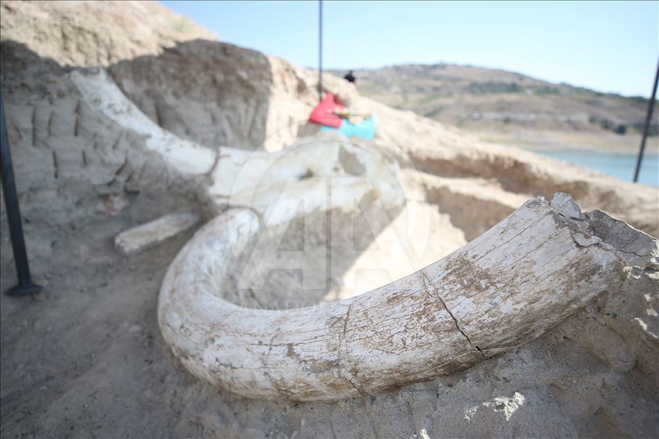 Kayseri'de tek parça halinde mamut fosili bulundu