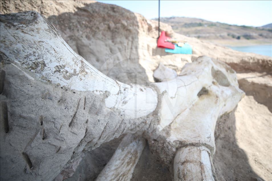 Kayseri'de tek parça halinde mamut fosili bulundu