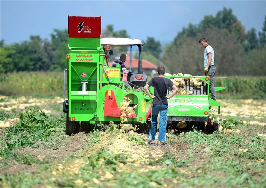 Yerli tohumdan yetiştirilen kabak çekirdeğini 4 kıtaya ihraç ediyor