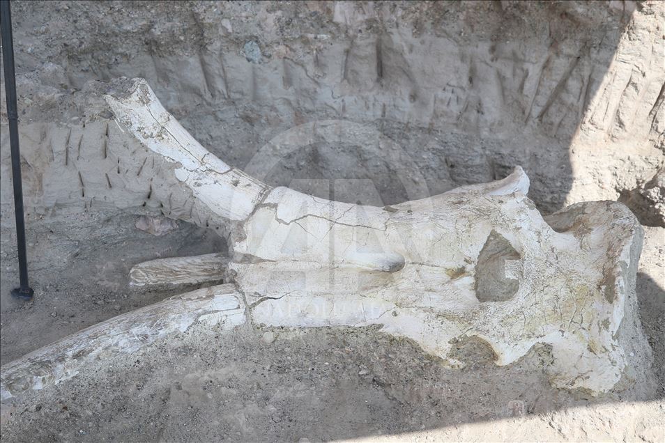 Kayseri'de tek parça halinde mamut fosili bulundu